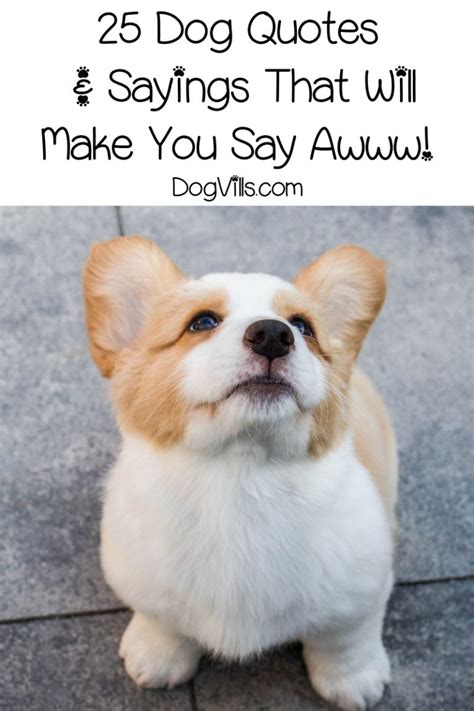 dog sayings and phrases.